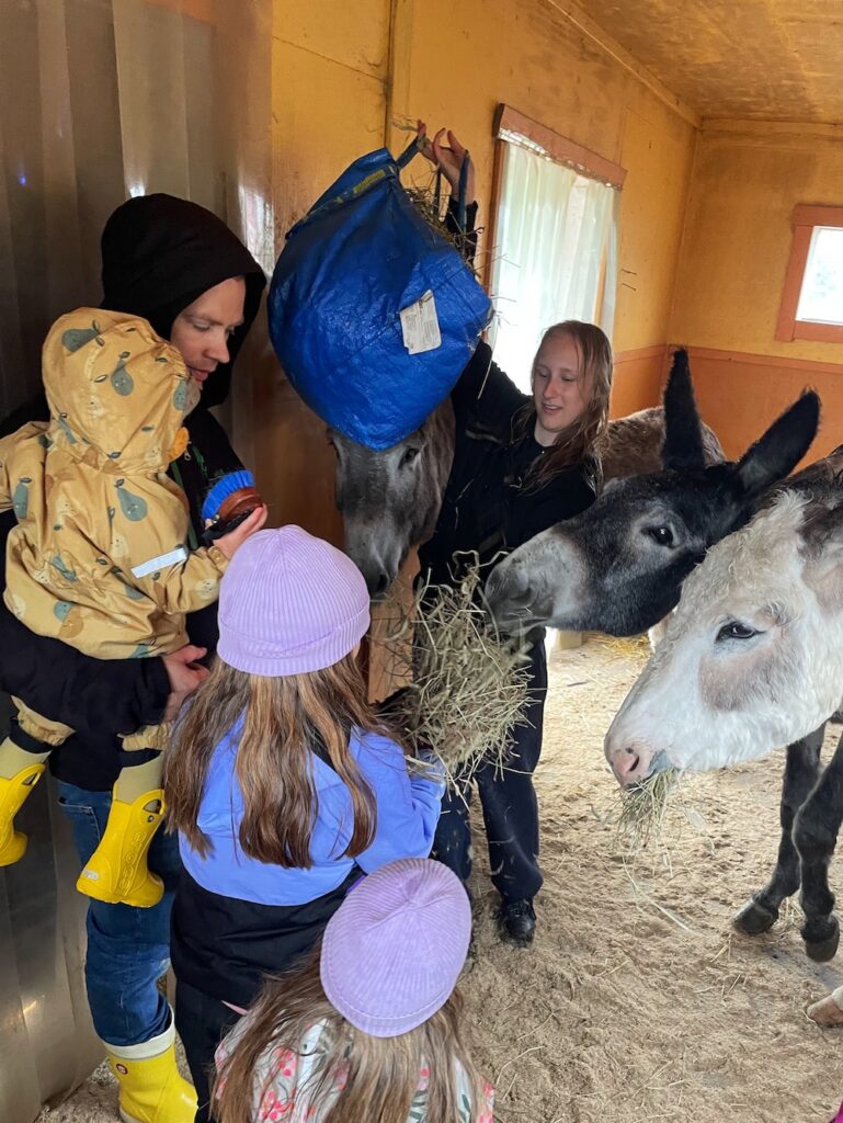 Ali-Ollin alpakkatila aasit