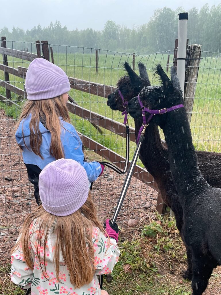 Ali-Ollin alpakkatila alpakkakävely