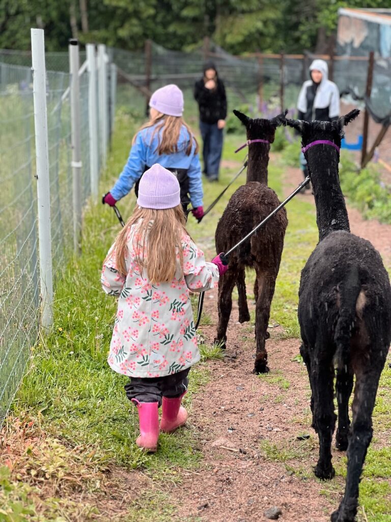 Ali-Ollin alpakkatila alpakkakävely