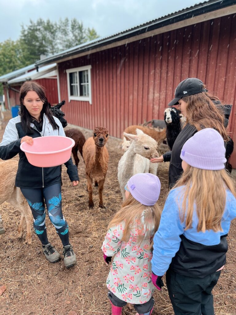 Ali-Ollin alpakkatilalla lasten kanssa