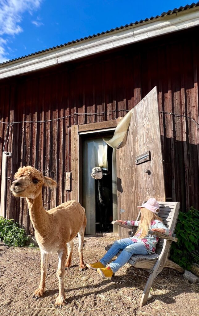 Hippilande alpakat lasten kanssa