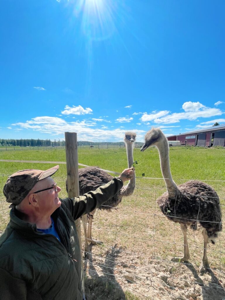 Strutsitila Nurmijärvi